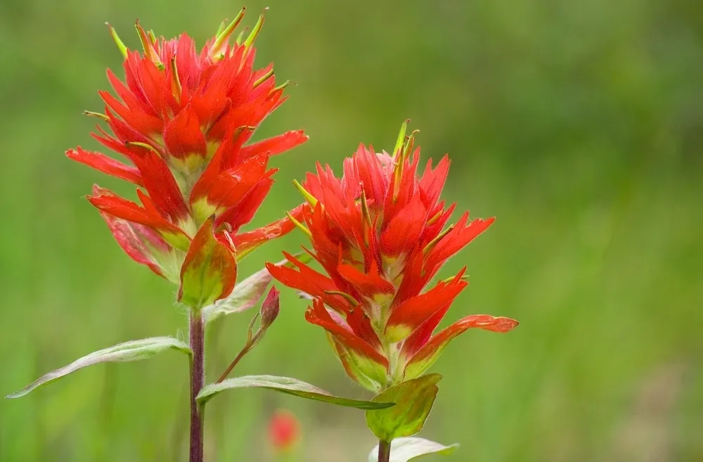 indian-paintbrush-flowers-d592a41