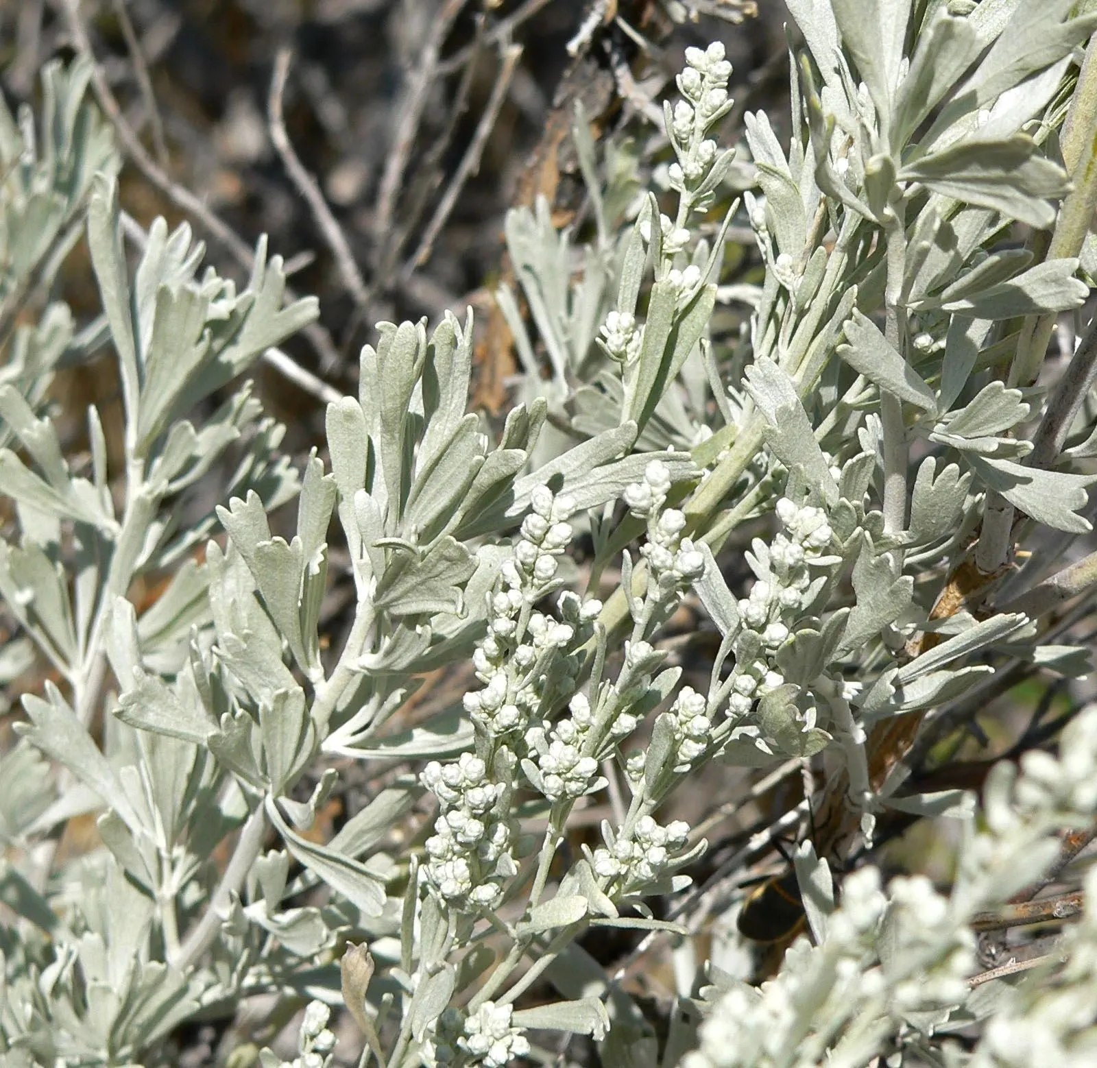 sagebrush-image-efca840